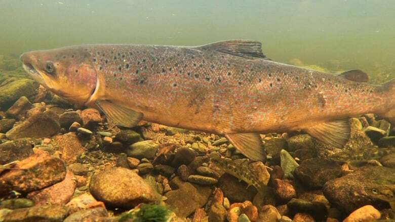 Signs of hope and despair for N.B. salmon population