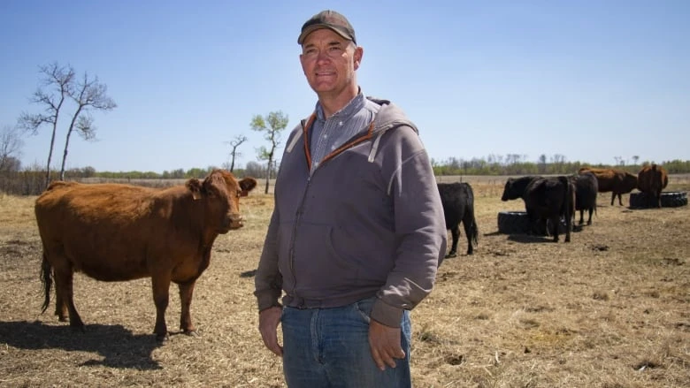 Record-breaking cattle prices a lifeline for farmers facing inflation, trade tensions