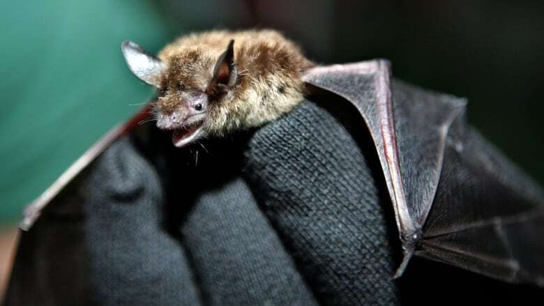 Rabid bat suspected to have bit someone in Brantford, Ont., health unit said