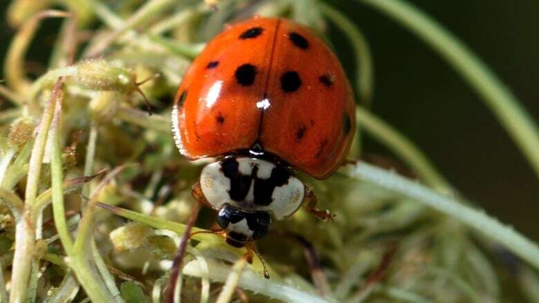 This beetle is back to bug you at home, but it won't hurt