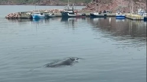 Goldfish the North Atlantic right whale spotted outside Bay de Verde office window