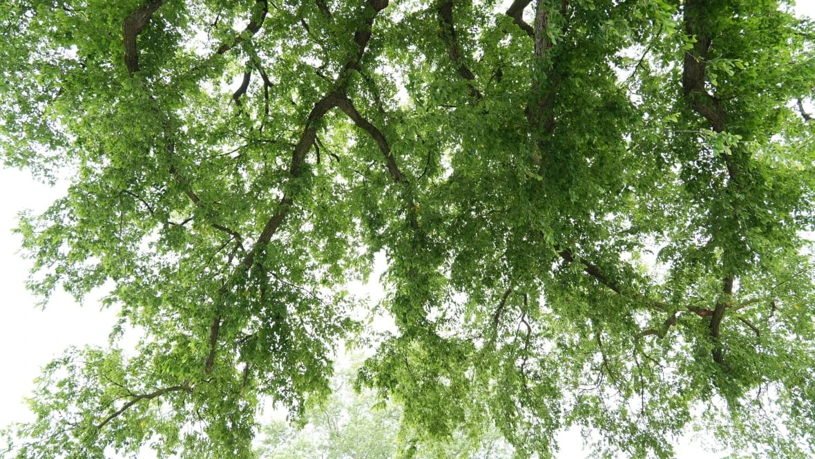 Here are some of Windsor's oldest trees and how the city plans to protect them