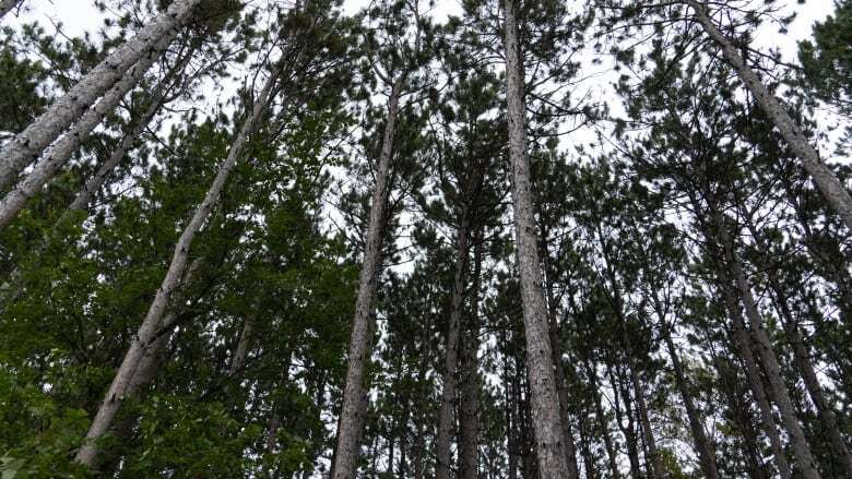 Mayor Sutcliffe promised a million trees, but the money isn't in the budget