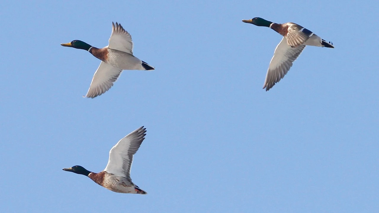 ​Cat dies after catching highly pathogenic avian flu in southeast Sask.
