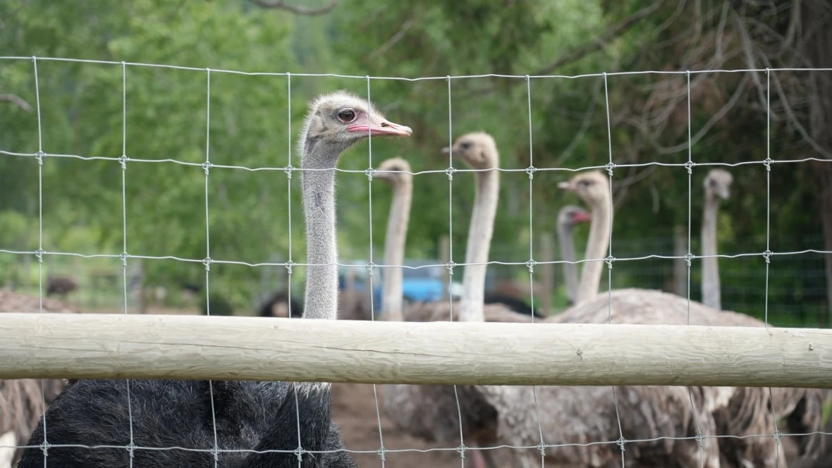 Mounties investigating after 2nd ostrich dies on B.C. farm facing cull order