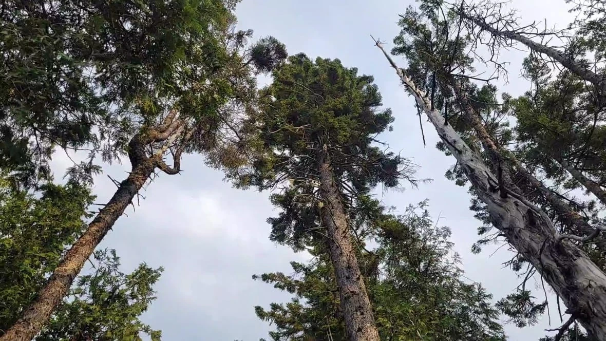 400-year-old spruce tree a window into history of dwindling N.B. forests