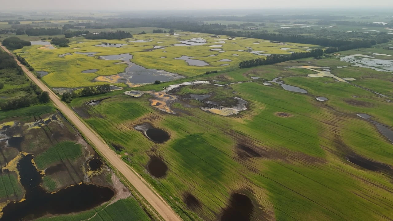 How Alberta municipalities use agricultural disaster declarations to advocate for farmers