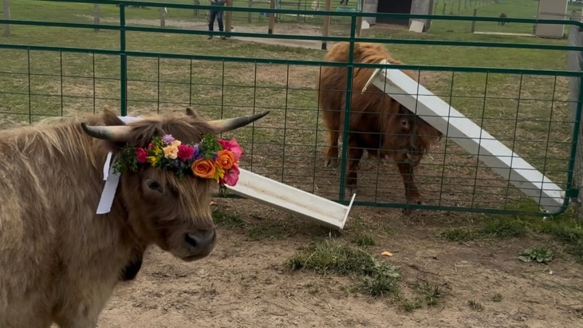 Mooove over humans, Ontario farm hosts 1st-of-its-kind cow wedding