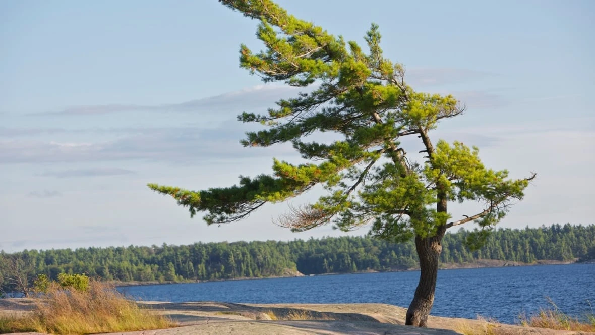 Windswept pine tree at Killbear Provincial Park gets 30 clones to be planted soon