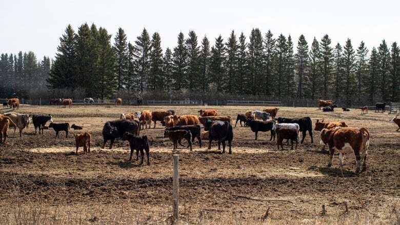 Much of Alberta overcame long-term severe drought — but the roller-coaster isn't over yet