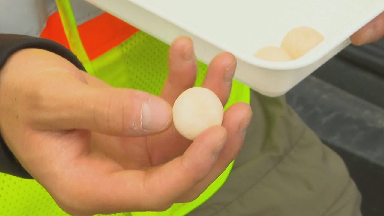 Spicy surprise to help keep turtle eggs safe from predators