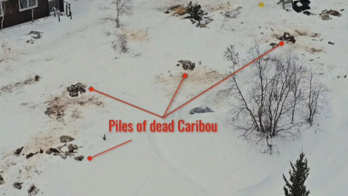 Lodge owner decries killing of caribou on property, but others caution against rush to judgment