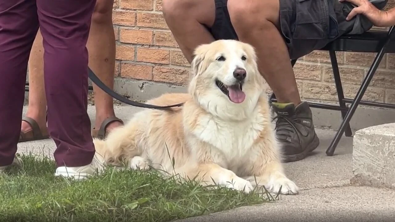 How to keep your pets cool during summer heatwaves