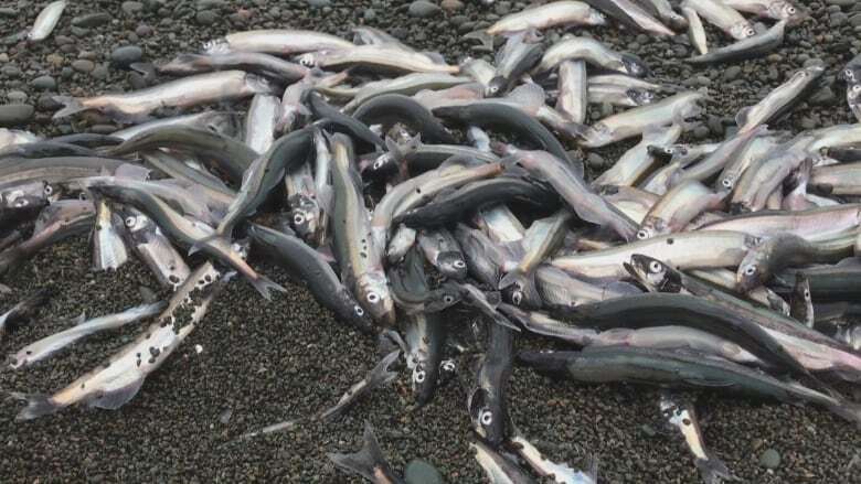 DFO stock assessment predicts return to 'average' year for capelin