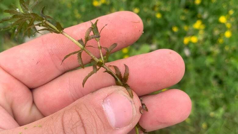 Rapidly growing invasive plant discovered for 1st time in Canada in Leamington, Ont.