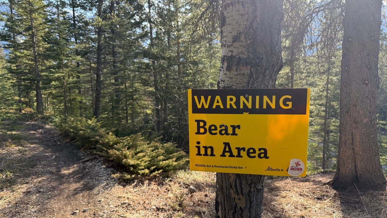 Second bear encounter adds to warnings, closure in Kananaskis Country