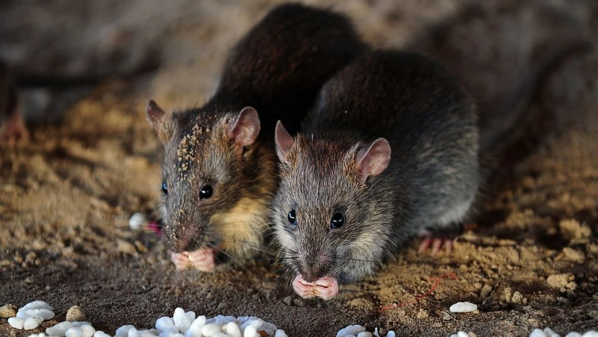 Alberta rat control investigating possible rodent sighting in Calgary