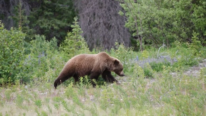 Missing Alaska hiker found with injuries after apparent bear attack