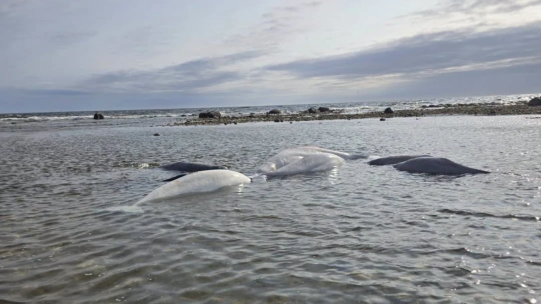 Conservation officers protect beached belugas in Churchill, Man., until tide returns