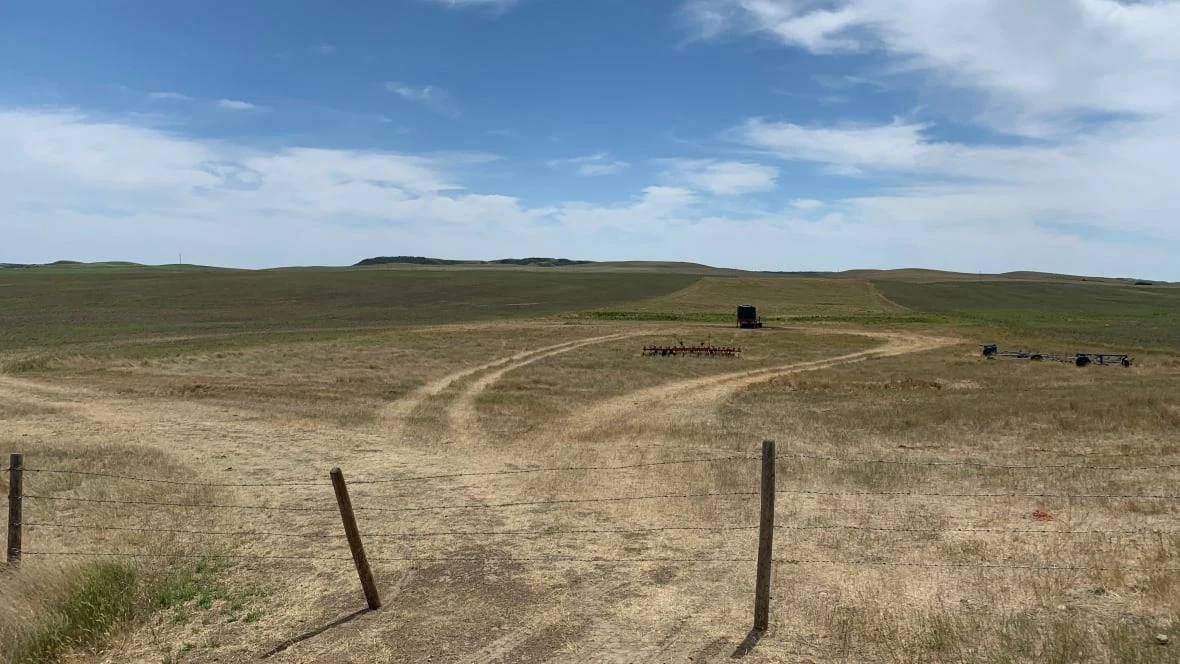 'As a farmer, it's depressing': Southwest Sask. sees less than 25% of normal rainfall in June