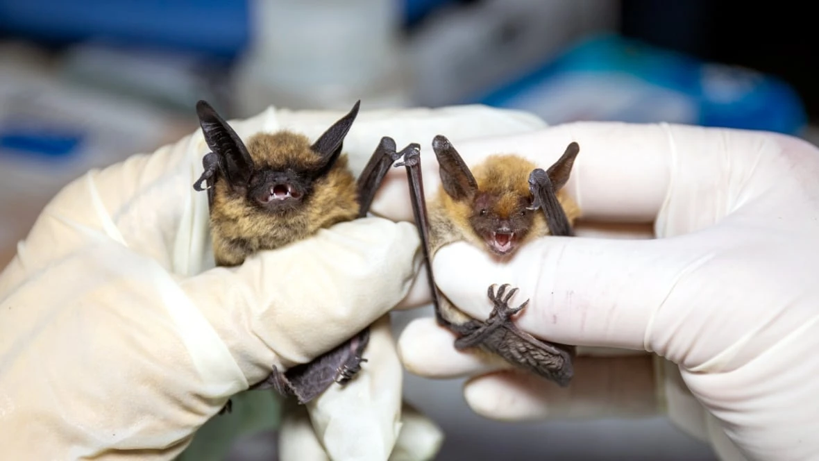 Bat tests positive for rabies in Mississauga, prompting reminder not to touch wild animals