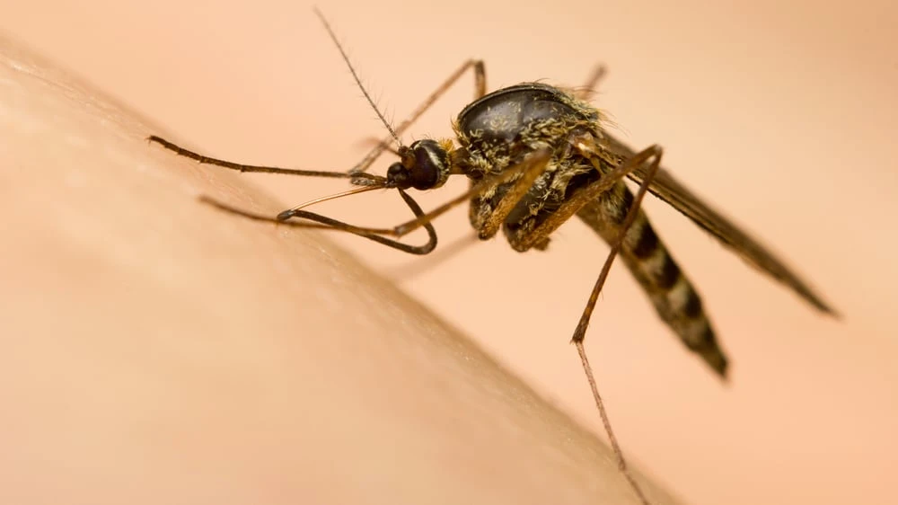 Blame it on the rain: Record downpour in Edmonton will bring monsoon of mosquitoes