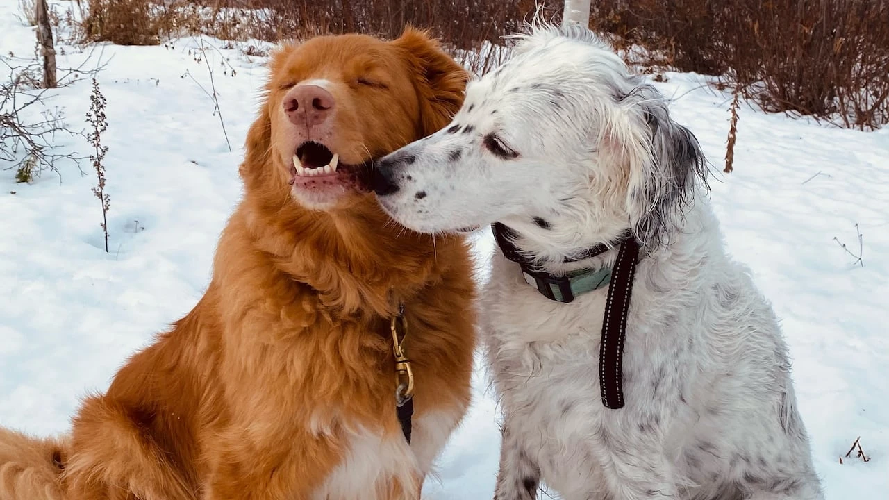 Dawson Creek abandoning animal control services including dog licencing and noise complaints