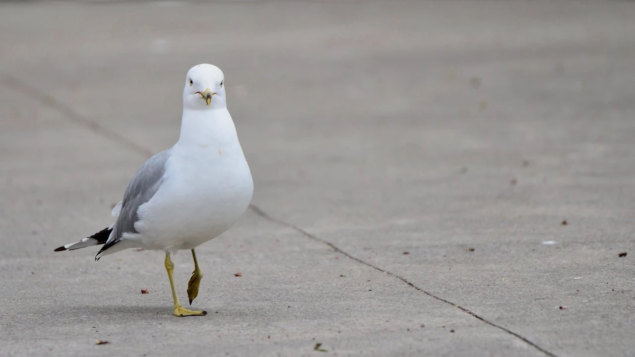 Fort Smith herring gull found with bird flu