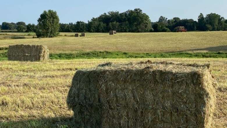 Southwestern Ontario farmers optimistic about this year's crop yields