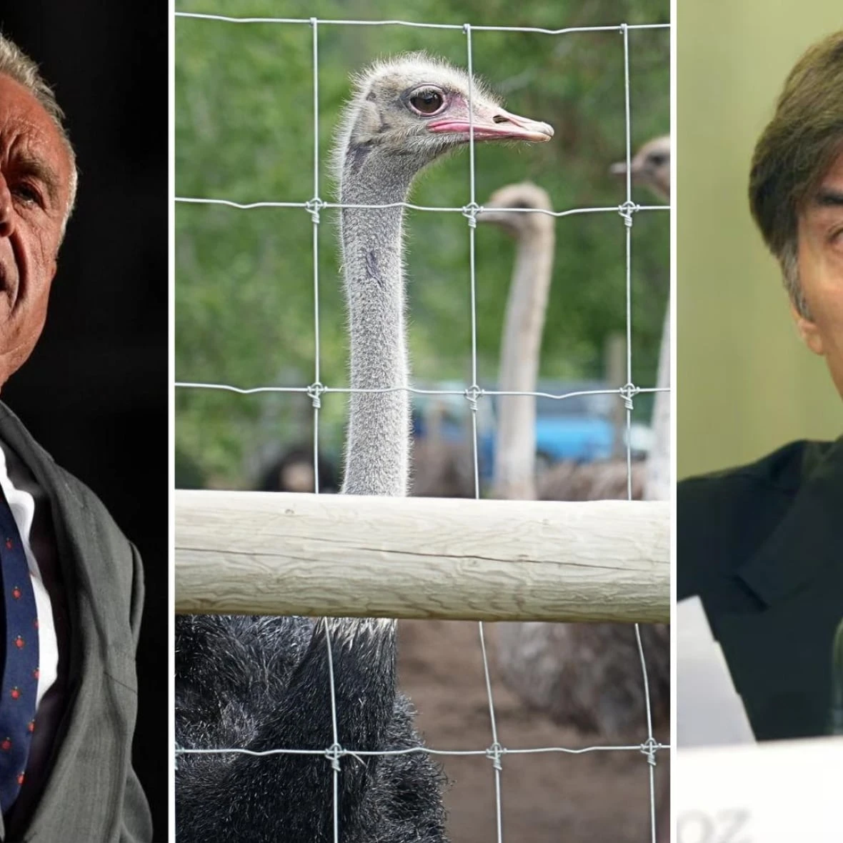 Dr. Oz, Red Apple billionaire John Catsimatidis, offer to take B.C. ostriches ordered killed due to avian flu