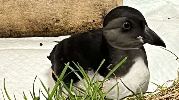 This puffin almost died after losing its eye. Now, it has a new outlook on life