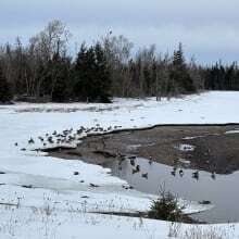 Canada geese found dead in eastern P.E.I. had avian flu, preliminary results show