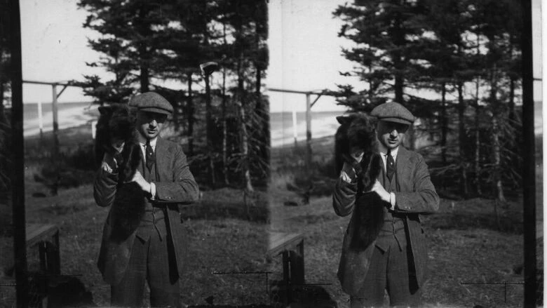 Domestication of foxes largely began on P.E.I., researchers determine