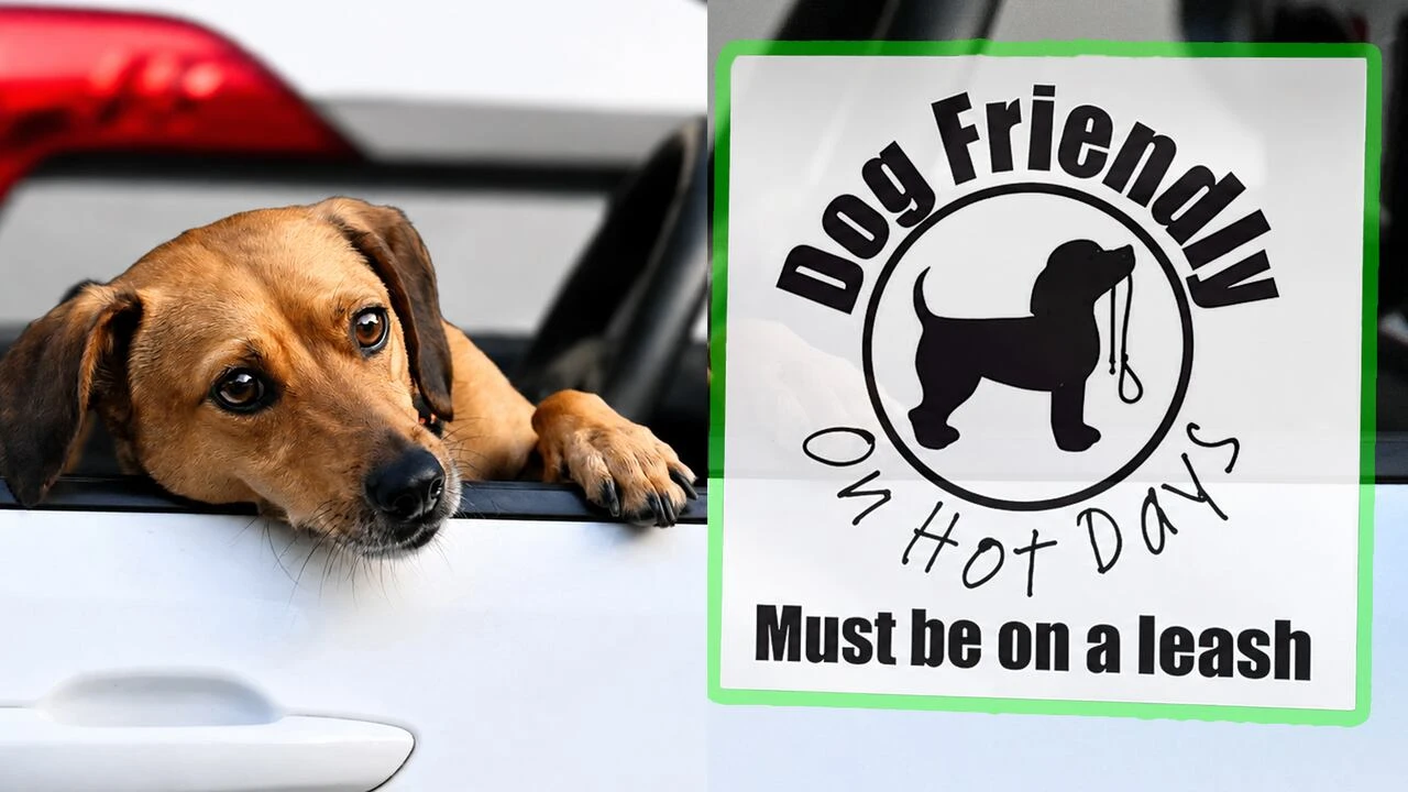 Cranbrook, B.C., dog-friendly sticker campaign highlights summer pet safety risks