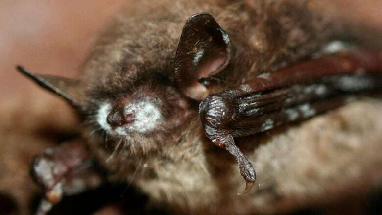 After years of a brutal killer fungus, bats in N.B. are showing signs of resilience