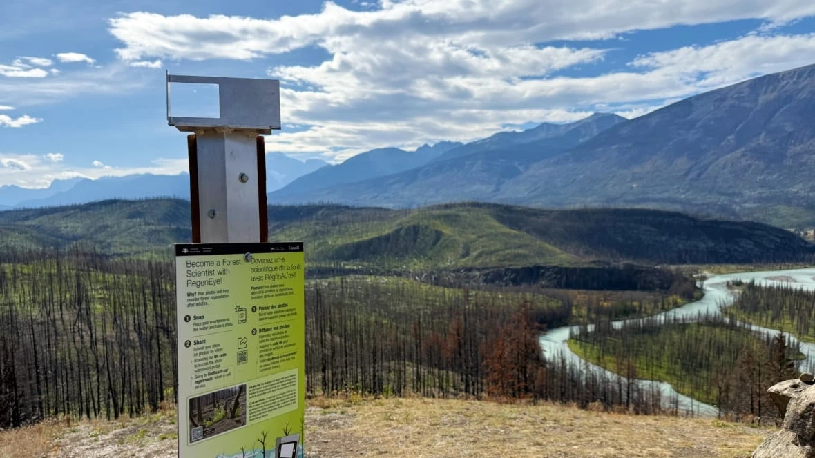Hikers can be citizen scientists in photo project documenting forest regrowth in Jasper