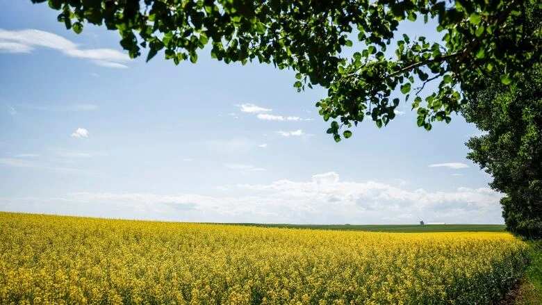 Moe says urgent federal action needed before election call to ensure canola industry 'not left in purgatory'