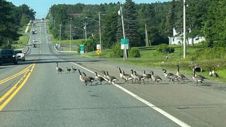 Take a gander at who's honking back in these daily New Maryland traffic tie-ups