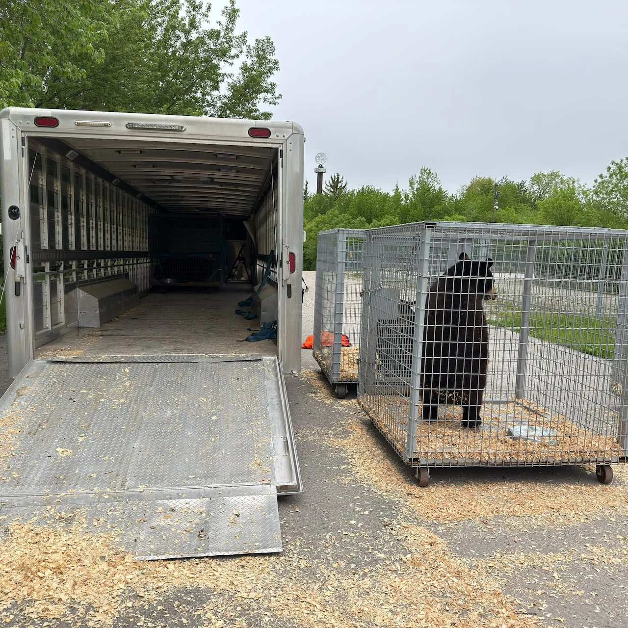 Marineland moves its bears to a sanctuary in Colorado
