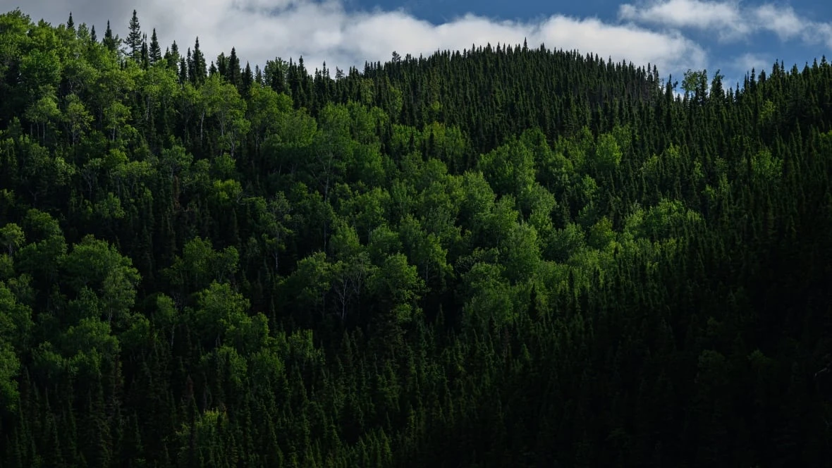 Why Quebec's forestry reform is facing backlash from Indigenous groups, conservationists