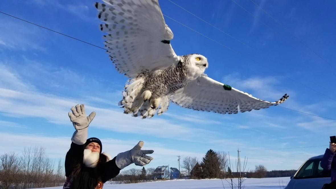 Snowy owl labelled threatened by expert group — and humans are primarily to blame