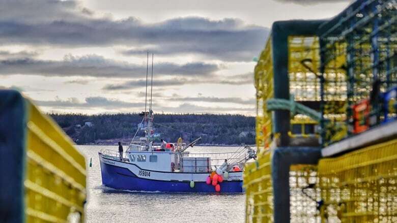 DFO to increase year-round lobster gear monitoring in Bay of Fundy