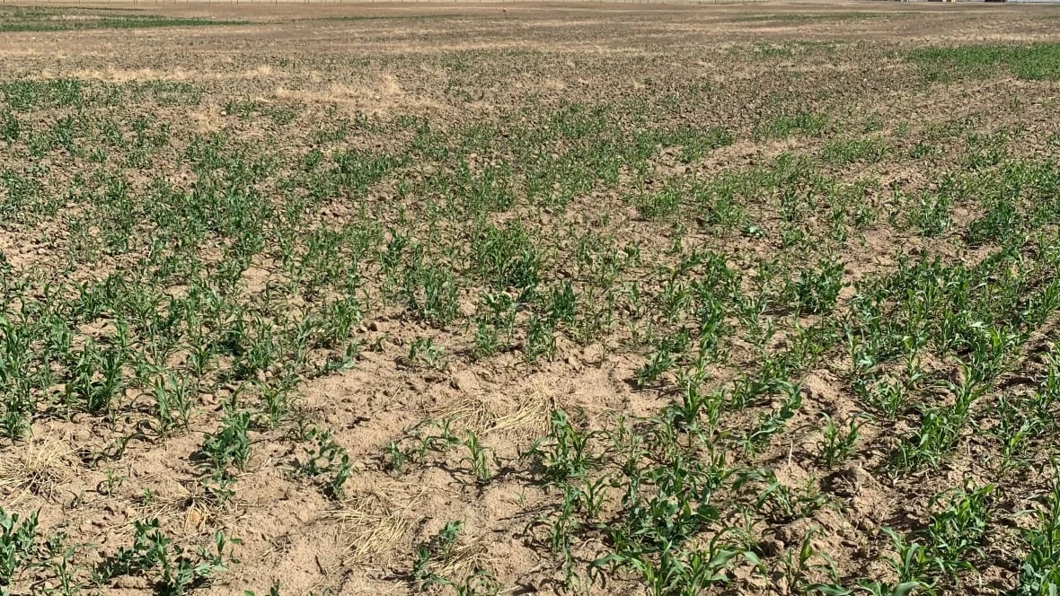 Farmers and ranchers in southeastern Alberta contending with bone-dry summer