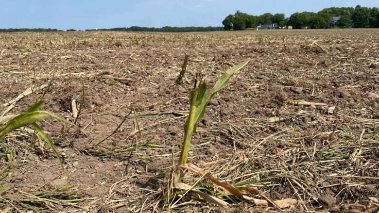 There was no time to save Wilmot Township corn crop on newly purchased land, regional staff report says