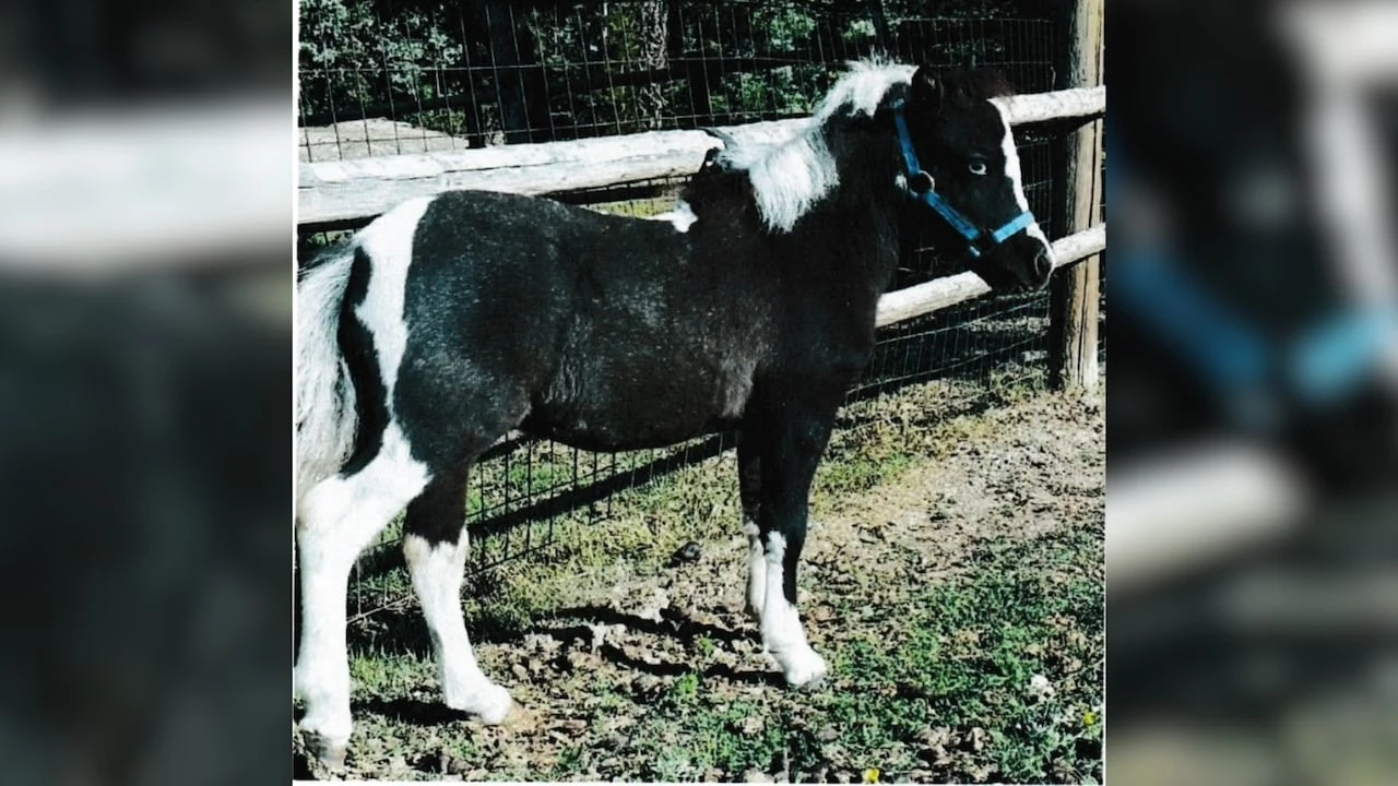 B.C. Supreme Court tosses Charter challenge filed by woman whose pony was seized