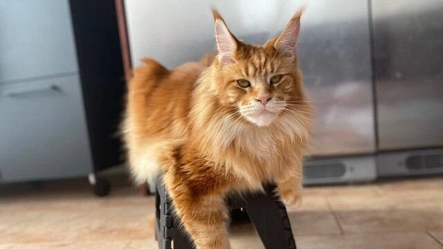 His cat died in a hunting trap. Despite petition, Quebec has no plans to tighten trapping rules