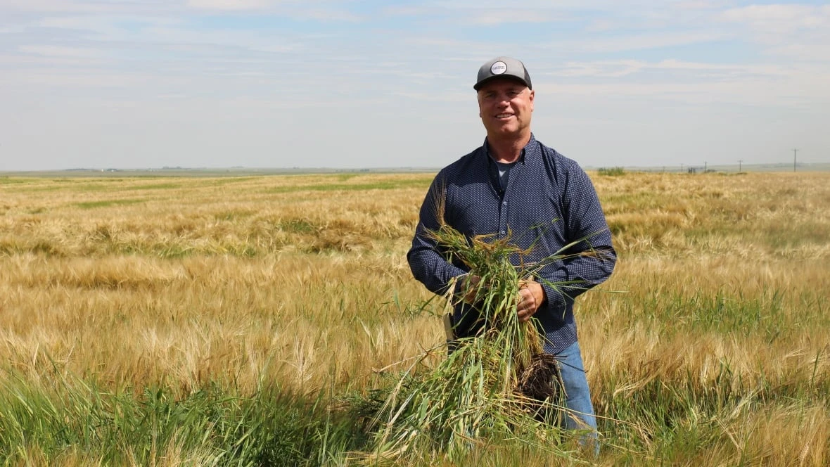 In a bone-dry summer, normally parched southern Alberta has been soaked
