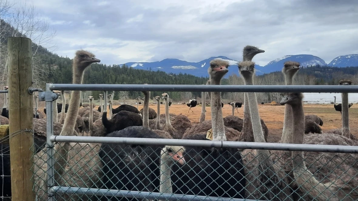 B.C. premier 'frustrated' CFIA isn't showing 'flexibility' on ostrich cull, landfill refuses to take carcasses