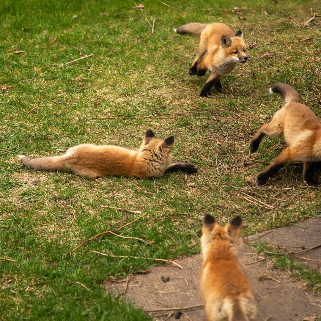 #TheMoment a family of foxes moved in under the porch