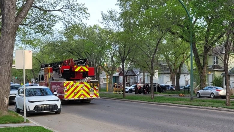 Bear tranquilized near downtown Regina